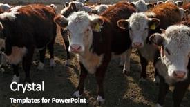  Presentation with cattle - Colorful slide deck enhanced with hereford cattle farm in mendoza argentina backdrop and a wine colored foreground