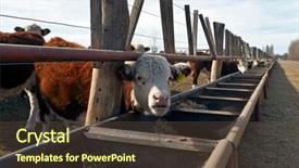  Presentation with cattle - Theme having hereford cattle farm in mendoza argentina background and a tawny brown colored foreground