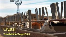  Presentation with cattle - Amazing slide deck having heifer - hereford cattle farm in mendoza backdrop and a tawny brown colored foreground