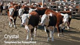  Presentation with cattle - Amazing PPT theme having heifer - hereford cattle farm backdrop and a gray colored foreground