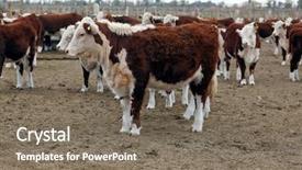  Presentation with cattle - Slide set with herd young calves looking - hereford cattle farm background and a gray colored foreground