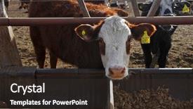  Presentation with cattle - Presentation design featuring herd young calves looking - hereford cattle farm background and a tawny brown colored foreground