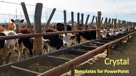  Presentation with cattle - Cool new theme with heifer - hereford cattle farm backdrop and a tawny brown colored foreground