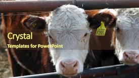  Presentation with cattle - Slide deck with herd young calves looking - hereford cattle farm background and a tawny brown colored foreground