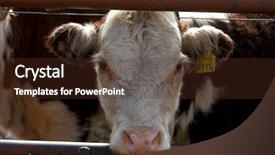  Presentation with cattle - PPT layouts having hereford cattle farm background and a tawny brown colored foreground