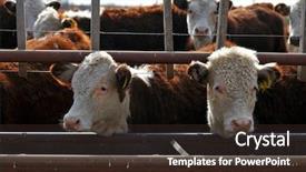  Presentation with cattle - Audience pleasing slide deck consisting of hereford cattle farm backdrop and a tawny brown colored foreground