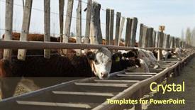  Presentation with cattle - PPT theme enhanced with  background and a  colored foreground