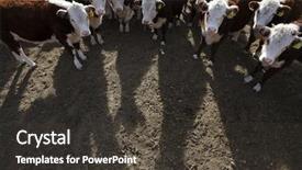  Presentation with cattle - Beautiful theme featuring heifer - hereford cattle backdrop and a dark gray colored foreground