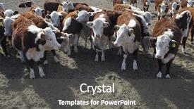  Presentation with cattle - Presentation theme having  background and a  colored foreground