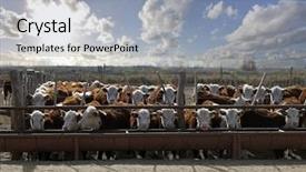  Presentation with cattle - Presentation theme enhanced with heifer - hereford cattle background and a tawny brown colored foreground