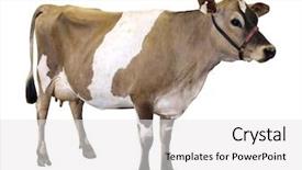  Presentation with cow - Beautiful theme featuring heifer - jersey cow with halter isolated backdrop and a white colored foreground
