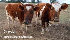  Presentation with genetic - PPT layouts featuring two ayrshire cows eating hay the older cow shows the genetic pixie ear defect found only in ayrshires background and a violet colored foreground