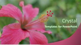  Presentation with hibiscus flower - Audience pleasing slide set consisting of red-hibiscus-flower-bloom backdrop and a tawny brown colored foreground