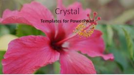  Presentation with hibiscus - PPT theme with red-hibiscus-flower-bloom background and a coral colored foreground