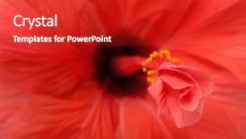  Presentation with hibiscus flower - PPT theme featuring red hibiscus flower close-up background and a crimson colored foreground