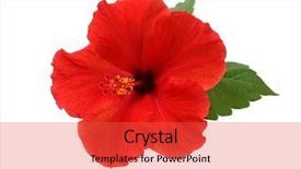  Presentation with hibiscus flower - Amazing PPT theme having red hibiscus flower isolated backdrop and a red colored foreground