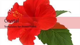  Presentation with hibiscus - Slides consisting of red hibiscus flower isolated background and a red colored foreground