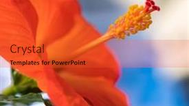  Presentation with hibiscus - Audience pleasing slide set consisting of red-hibiscus-flower-on-blue backdrop and a red colored foreground