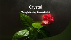  Presentation with dark flower - Cool new slide deck with red-hibiscus-flower-on-dark backdrop and a dark gray colored foreground