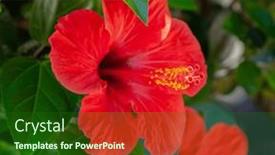  Presentation with tropical flowers - Slide set consisting of red-hibiscus-flowers-in-tropical background and a forest green colored foreground