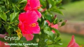  Presentation with blurred flowers - Colorful presentation theme enhanced with red-hibiscus-flowers-on-green backdrop and a tawny brown colored foreground