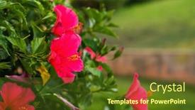  Presentation with blurred flowers - Colorful PPT theme enhanced with red-hibiscus-flowers-on-green backdrop and a tawny brown colored foreground