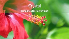  Presentation with hibiscus - Colorful presentation design enhanced with red hibiscus backdrop and a shamrock green colored foreground