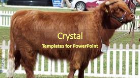 Presentation with show - PPT layouts featuring red highland heifer in the show ring background and a tawny brown colored foreground