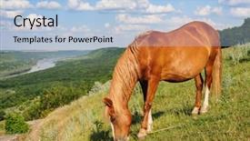 Presentation with horse teen - PPT theme featuring red horse with long mane background and a light blue colored foreground