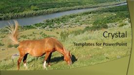  Presentation with grazing - Amazing PPT layouts having red horse with long mane backdrop and a yellow colored foreground