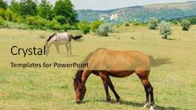  Presentation with horse sales - Theme with red horse with long mane background and a yellow colored foreground