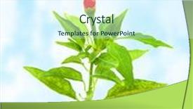  Presentation with soil red - Amazing PPT theme having red hot chili pepper growth in the soil on the garden health food cultivation spicy vegetable agriculture concept backdrop and a sky blue colored foreground