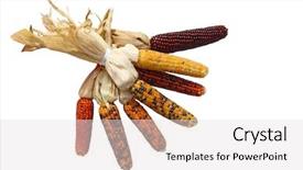 Presentation with indian - PPT layouts featuring bundle of indian corns isolated background and a sky blue colored foreground