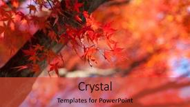  Presentation with maple leaves - Amazing PPT layouts having red japanese maple leaves background backdrop and a red colored foreground