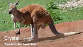  Presentation with kangaroo - PPT layouts consisting of red kangaroo macropus rufus wildlife background and a coral colored foreground