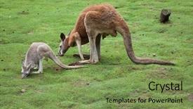  Presentation with kangaroo - Beautiful PPT theme featuring red kangaroo macropus rufus wildlife backdrop and a seafoam green colored foreground