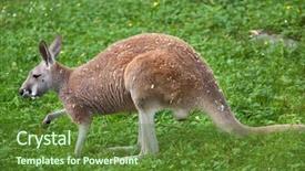  Presentation with kangaroo - Beautiful PPT theme featuring red kangaroo macropus rufus wildlife backdrop and a tawny brown colored foreground