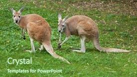  Presentation with kangaroo - Beautiful presentation theme featuring red kangaroo macropus rufus wildlife backdrop and a tawny brown colored foreground