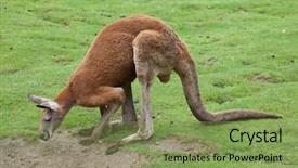  Presentation with kangaroo - Colorful PPT theme enhanced with red kangaroo macropus rufus wildlife backdrop and a seafoam green colored foreground