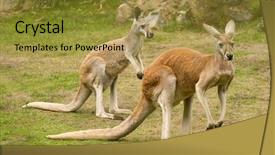  Presentation with kangaroo - Slides featuring red kangaroo macropus rufus background and a gold colored foreground