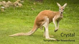  Presentation with kangaroo - Audience pleasing theme consisting of red kangaroo macropus rufus backdrop and a yellow colored foreground