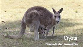  Presentation with kangaroo - Slide deck with red kangaroo mother and joey background and a gray colored foreground