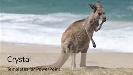  Presentation with kangaroo - Colorful slides enhanced with red kangaroo on the beach backdrop and a mint green colored foreground