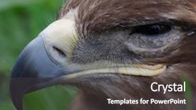  Presentation with hawk - Audience pleasing PPT theme consisting of red kite eagle - hawk face backdrop and a  colored foreground