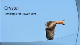  Presentation with eagle flying - Slide deck consisting of red kite eagle bird background and a light blue colored foreground
