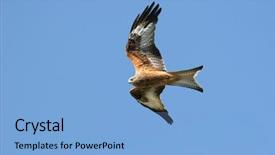  Presentation with eagle flying - Cool new theme with red kite eagle flying alone backdrop and a light blue colored foreground