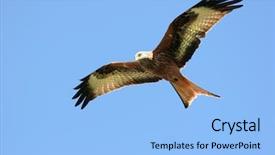  Presentation with eagle flying - Slide deck having red kite eagle flying alone background and a light blue colored foreground
