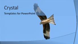  Presentation with eagle flying - Slides enhanced with red kite eagle flying background and a  colored foreground