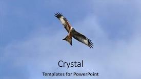  Presentation with kite - PPT layouts featuring endangered animals free - red kite eagle in flight background and a  colored foreground