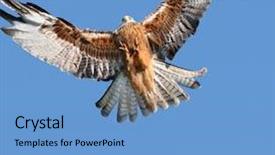  Presentation with eagle - Slide set consisting of red kite eagle background and a  colored foreground